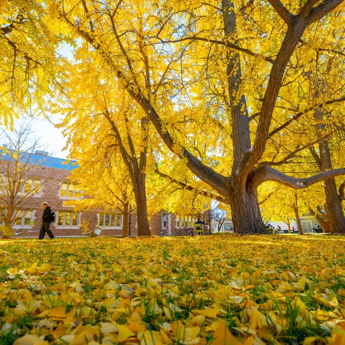 Ginko Allee is a row of mature Ginko trees that turn yellow in the fall